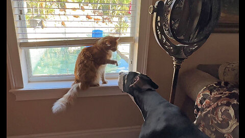 Funny Cat Is Not Amused By Great Dane's Interruption Of His Flossing Time