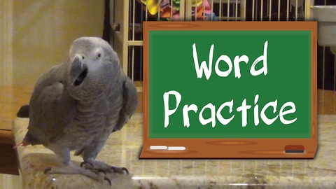 Studious parrot & owner practice their animal sounds