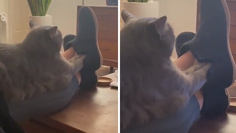 Cat Shares Slippers With Owner
