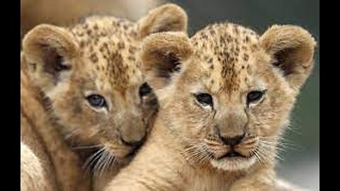 Lion Cubs in the Twilight
