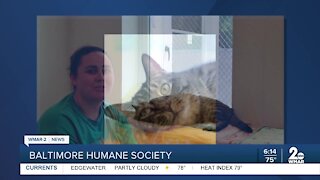 Bucky the cat is up for adoption at the Baltimore Humane Society