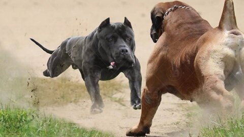 Only These Dogs Could Defeat a Pitbull