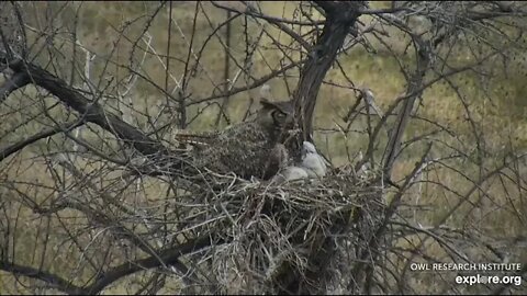 Rodger's Place-A Goose Too Close-Three Owlet Peek 🦉 4/21/22 07:16