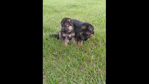 PUPPIES German Shepherd puppies playing with each other in the yard Rome and Jules pups