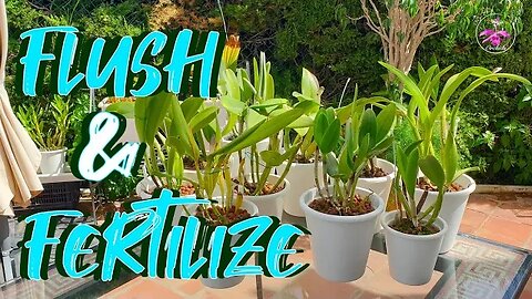 Orchid Care: Efficient Flushing, Fertilizing, & Growth Updates | Pests in Pots Mystery #ninjaorchids