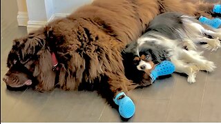 Cute Cavalier Naps On Newfie’s Huge Paw