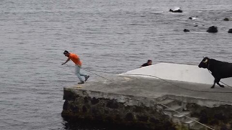 Best Of Street Bulls - Marradas Clip 1/2016 - Terceira Island Bullfights