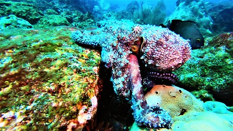 Octopus shows amazing color changing ability
