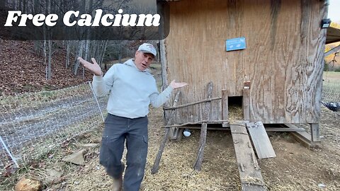 Free Calcium for Your Chickens, Ducks, Turkeys, & Guineas