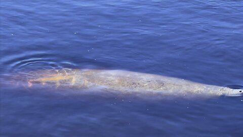 Manatee Park 1/15/2023 (Widescreen)