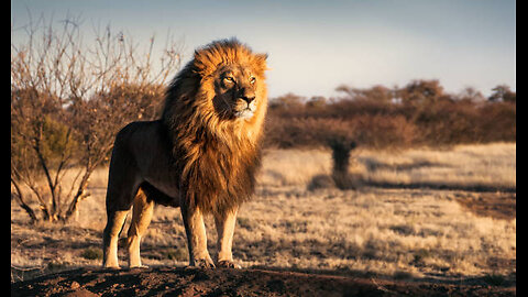 RoarWithCourage #WildBeauty #MajesticLion #SafariSightings #LionLove