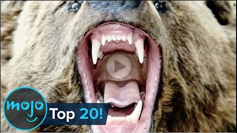 Top 20 Most Dangerous Animals in the World