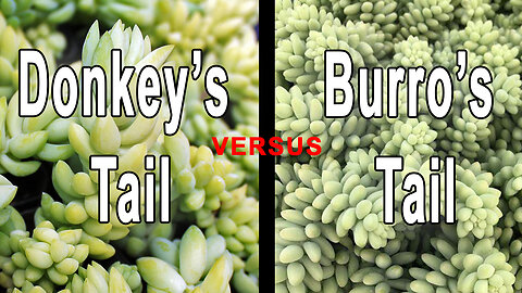 Burros tail versus Donkey’s tail How to tell them apart #succulent #gardening #shorts