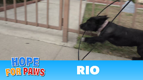 Abandoned dog gets hit by a car and then tries to escape from rescuers!