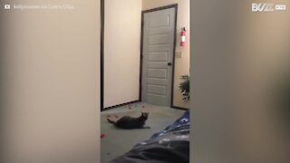 Gato cego salta para encontrar a cama da dona