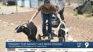 Franny the goat found 26 miles from home