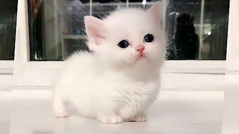 Marshmallow Munchkin Kittens are So Cute It Hurts!