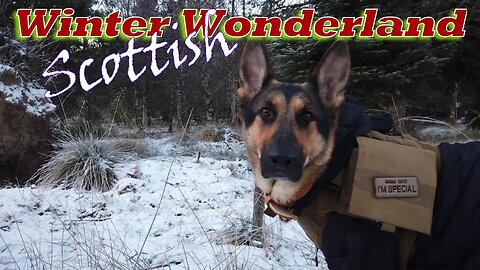German Shepherd walks in a Scottish Winter Wonderland. @HarleyBearProductions