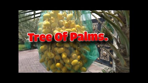 Tree of Palms