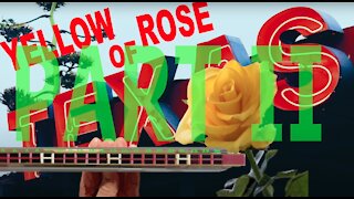 How to Play Yellow Rose of Texas on a Tremolo Harmonica with 24 Holes Part 2