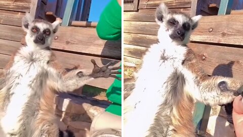 Friendly Lemur Sweetly Asks Girl To Hold Hands