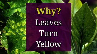 8 Reasons why Plant Leaves Turn Yellow
