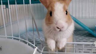 A rabbit that can't resist temptation