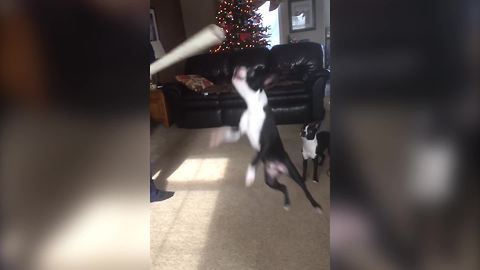"Two Boston Terrier Dogs Jump for Wrapping Paper Roll"