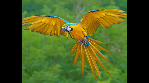 A parrot " macaws" chick learns to fly at home