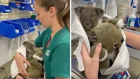 Wildlife hospital amazingly treats & rehabilitates wild animals
