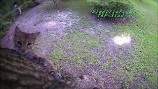 Florida Bobcat and one very lucky Squirrel