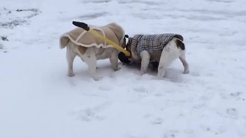 Bulldogs in sweaters "help" shovel driveway