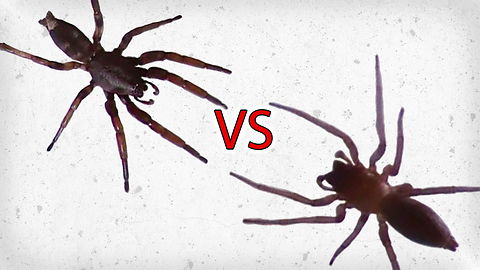 White Tailed Spider vs Sac Spider 2