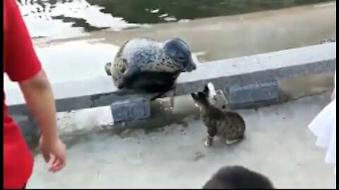 Cat slaps seal