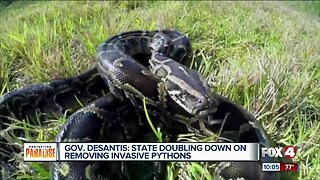 Governor DeSantis is getting tough on removing invasive pythons