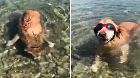 Golden Retriever wears goggles to go snorkeling in the sea