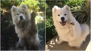 Dog learns to wave to his owner