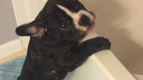 Puppy's first bath has him shocked