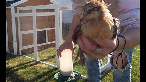 Moving Chickens to Coop #Chicks #ChickenCoop