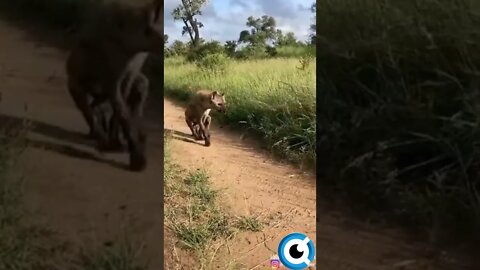 Como As Hienas Vivem Depois De Um Ataque De Leão #hienas #animaisdaselva #shorts