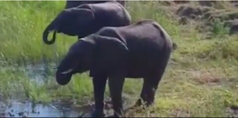 A baby elephant was saved by the crocodile!