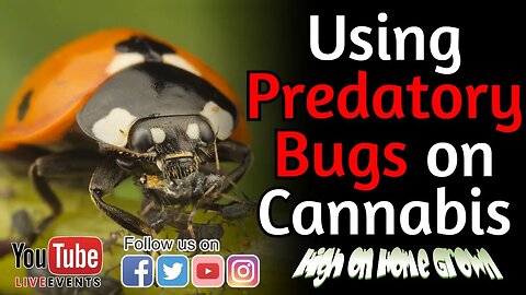 Predatory Bugs: The Natural Solution for Pests in Your Grow Room | Cannabis News | HOHG Episode 139