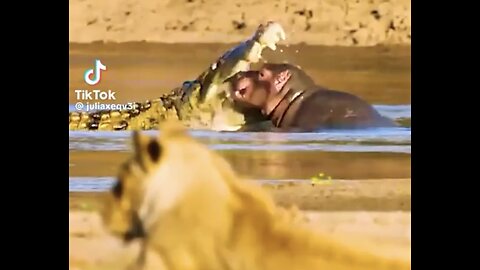 HIPPOPOTAMUS FAMILY🦛🐊🦛🦛AVENGE BABY HIPPO FROM HUNGRY CROCODILE🦛🐊💫