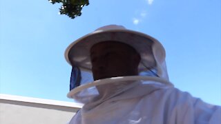 SOUTH AFRICA - Cape Town - American Foul Brood bee sickness (Video) (Z8a)