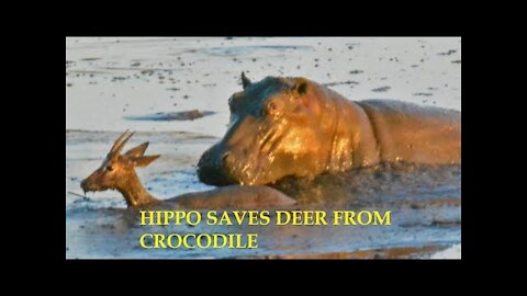 HIPPO SAVES DEER FROM CROCODILE | animal help another animal