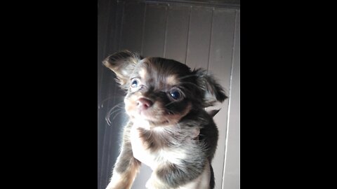 CKC Registered Chihuahua Puppies 3/5/22