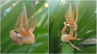 O momento em que uma aranha gigante muda de pele