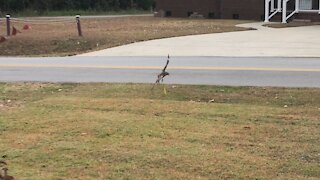 Beautiful hawk comes in for breakfast￼