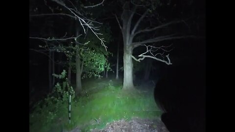 A crazy walk in the woods
