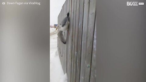 Unlucky seagull gets caught in wooden fence